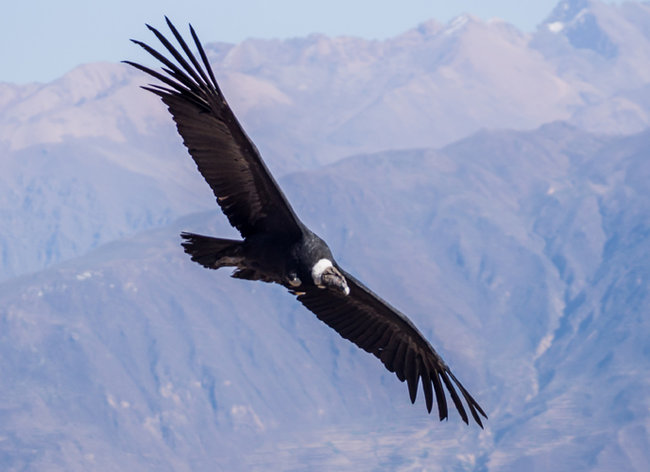 Colombia condor image
